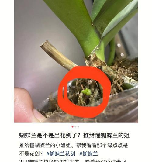 蝴蝶兰苗的养护技巧有哪些？如何促进蝴蝶兰苗的生长？