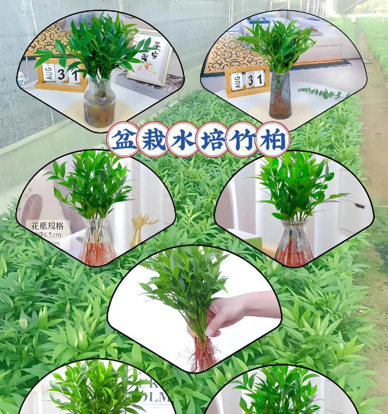 弯竹的养殖方法和注意事项是什么？