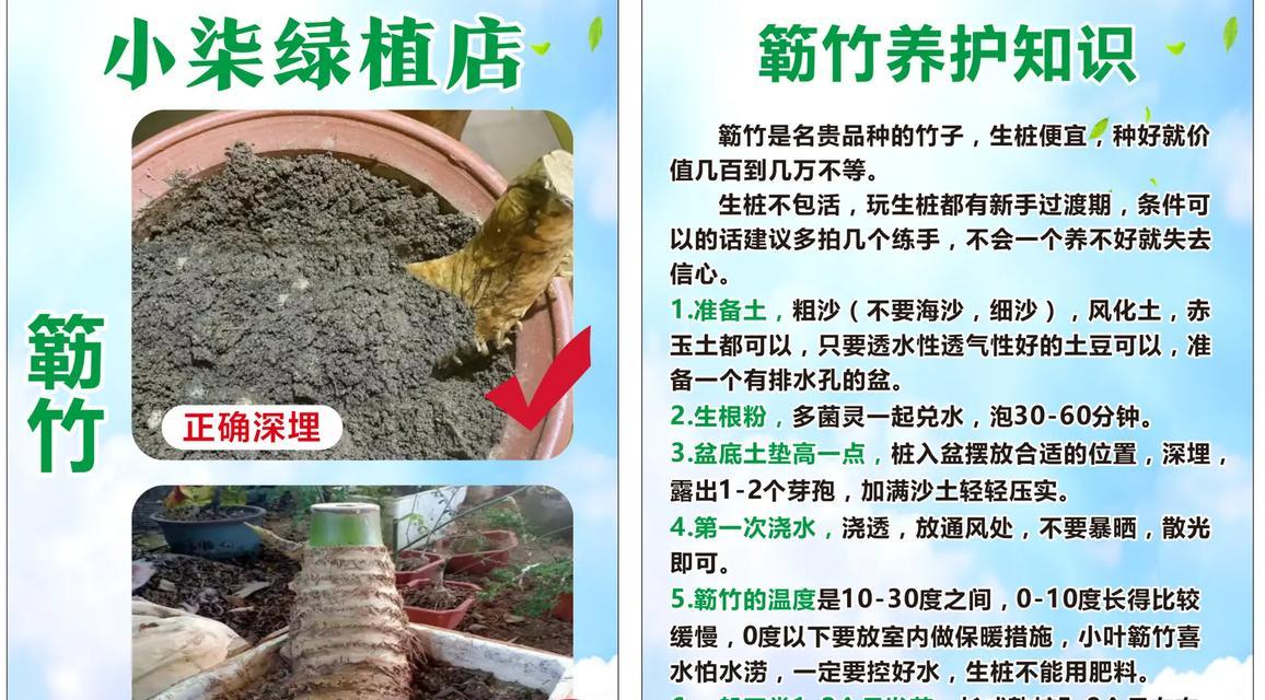 弯竹的养殖方法和注意事项是什么？