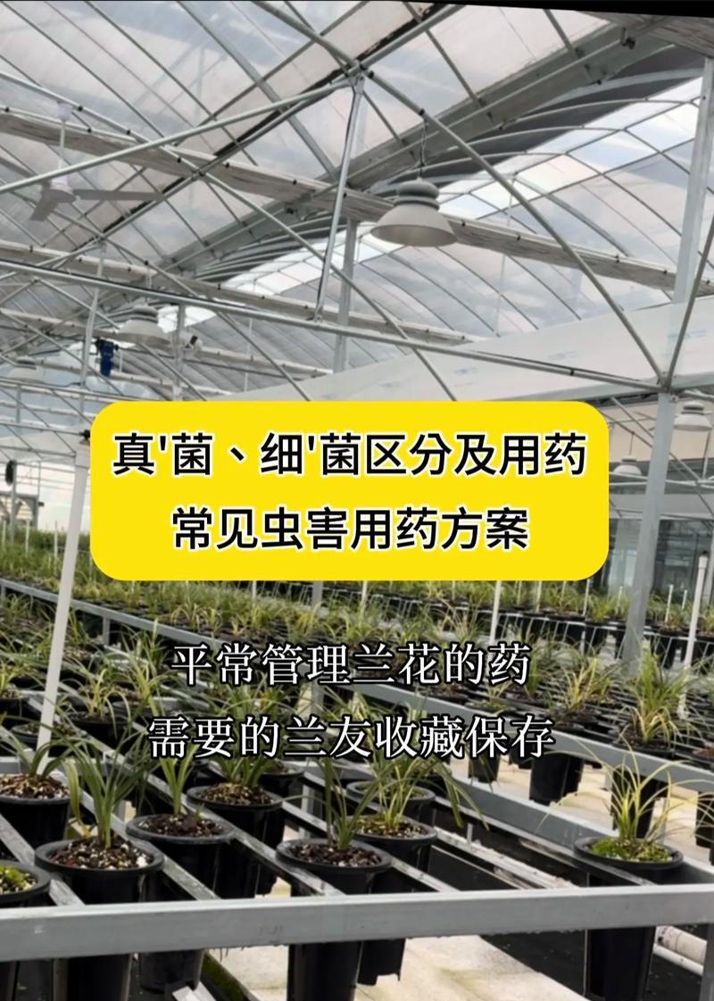 花卉消毒的方法有哪些？如何让花卉更健康？