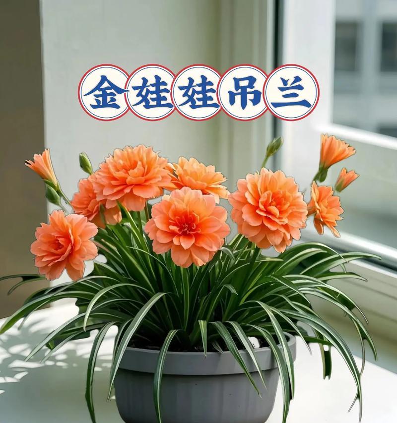 吊兰什么品种最好？如何挑选最佳吊兰品种？