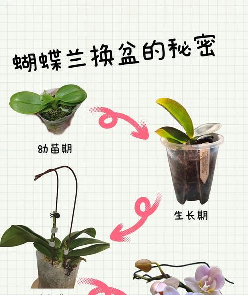 蝴蝶兰养殖的常见问题及解决方法是什么？