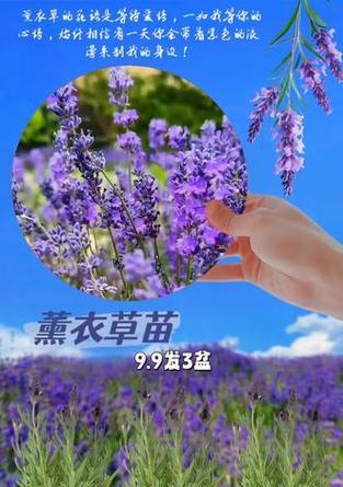 薰衣草盆栽种植技巧是什么？怎样才能保持其香气？