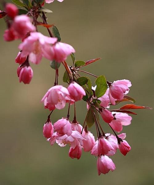 云南鲜花品种有哪些？云南鲜花品种的独特之处在哪里？