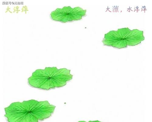 大浮萍的养殖条件是什么？如何保持大浮萍的健康生长？