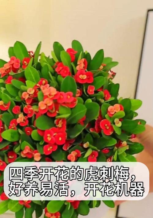 刺梅不开花的原因和解决方法是什么？