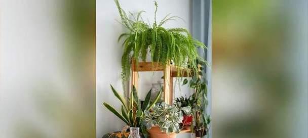 吊兰是怎么种植的？吊兰的种植方法有哪些？