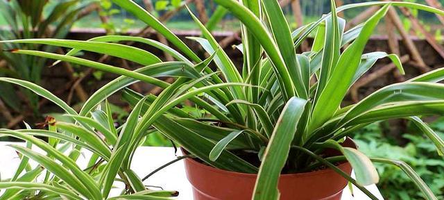 吊兰是怎么种植的？吊兰的种植方法有哪些？