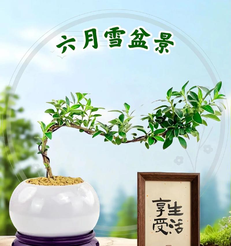盆栽满天星的养护技巧和常见问题解答？