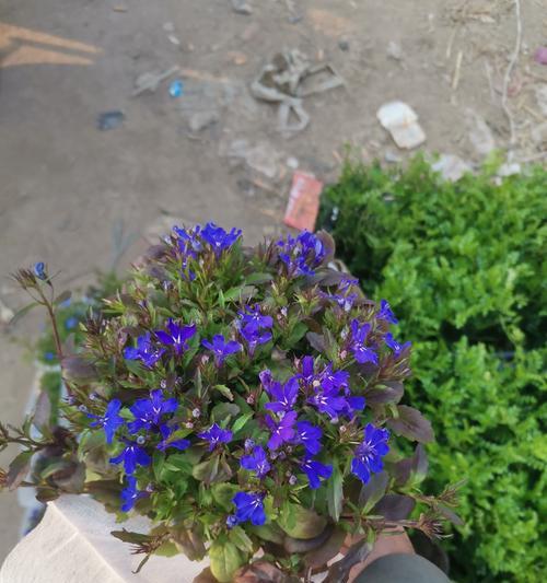 盆栽满天星的养护技巧和常见问题解答？