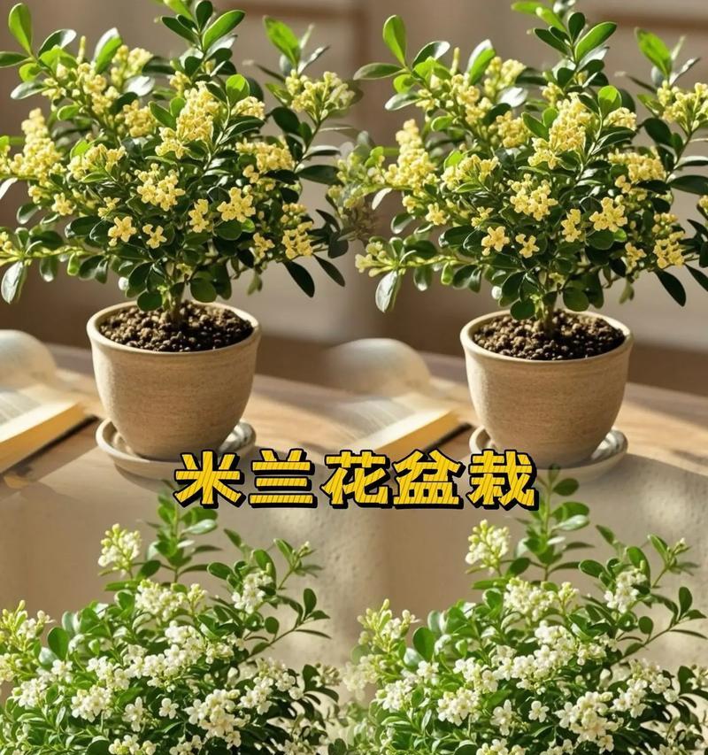 米兰花的养殖方法是什么？如何养好米兰花？