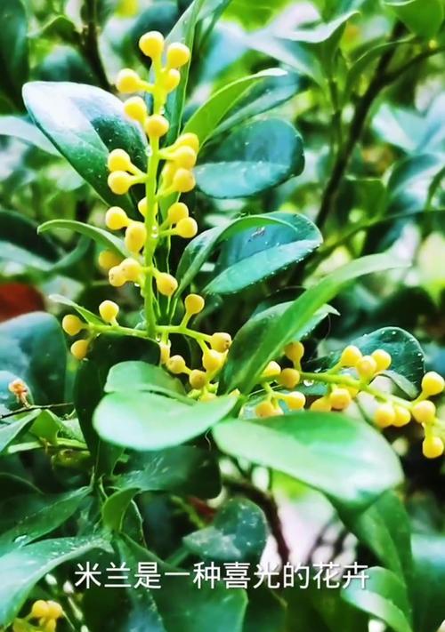 米兰花的养殖方法是什么？如何养好米兰花？