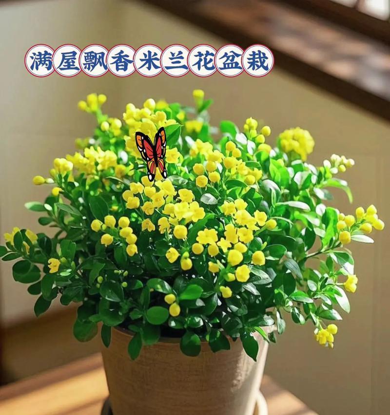 米兰花的养殖方法是什么？如何养好米兰花？