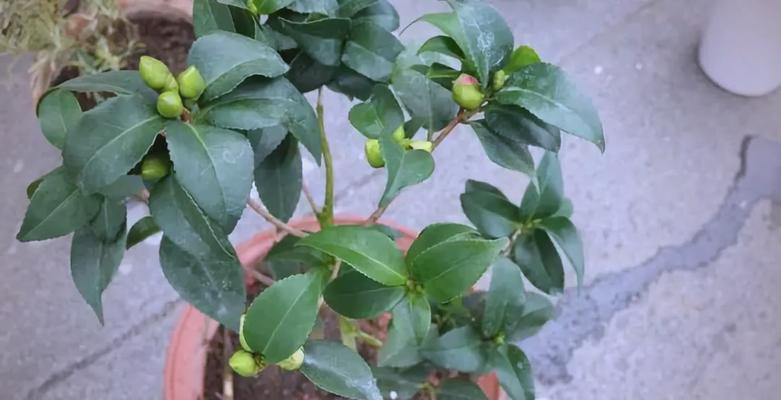 养花的土壤选择技巧？哪种土壤最适合花卉生长？