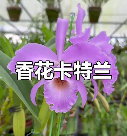 卡特兰的养殖方法是什么？如何进行日常护理？