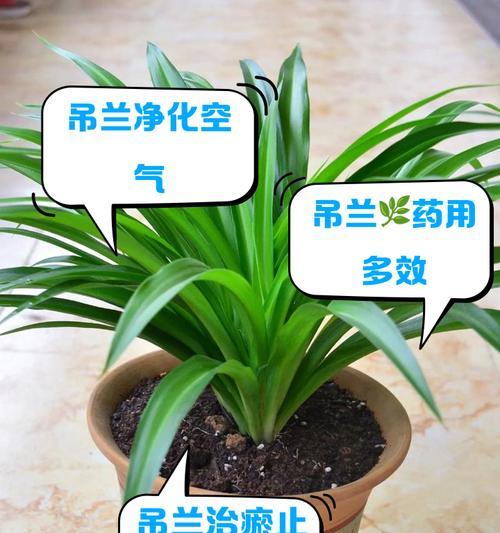 吊兰有多少品种？吊兰品种间的区别在哪里？