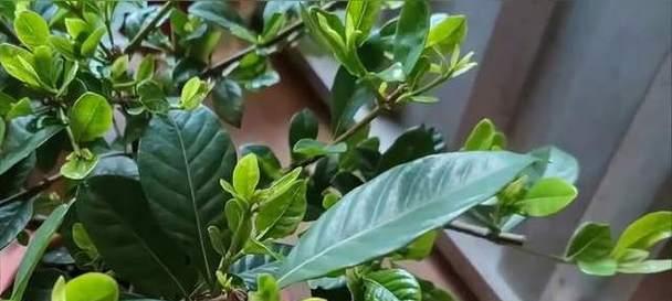 栀子花花后修剪方法是什么？栀子花修剪后如何恢复？
