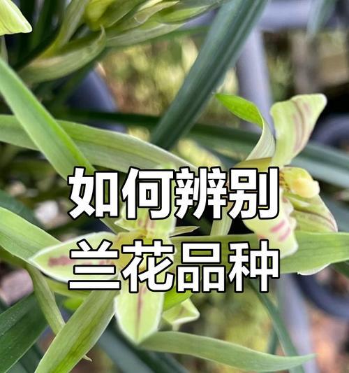 普通兰花品种有哪些？如何选择合适的品种？