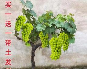 盆栽葡萄树种植方法是什么？如何在家中成功种植葡萄树？