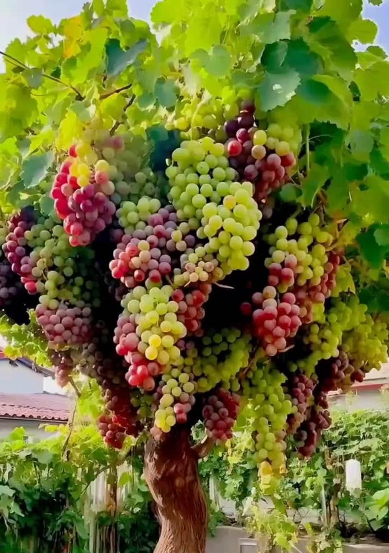 盆栽葡萄树种植方法是什么？如何在家中成功种植葡萄树？
