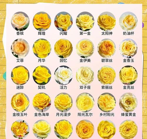 玫瑰花在什么时间开放？它的花期是什么时候？