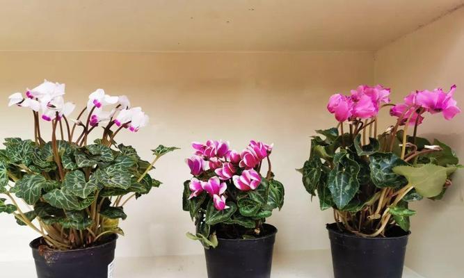 仙客来种植技巧是什么？仙客来的种植环境要求有哪些？