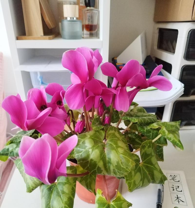 仙客来种植技巧是什么？仙客来的种植环境要求有哪些？