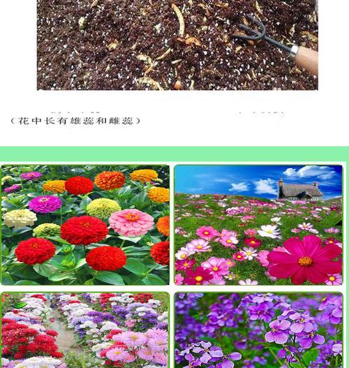 勿忘我的开花季节是什么时候？