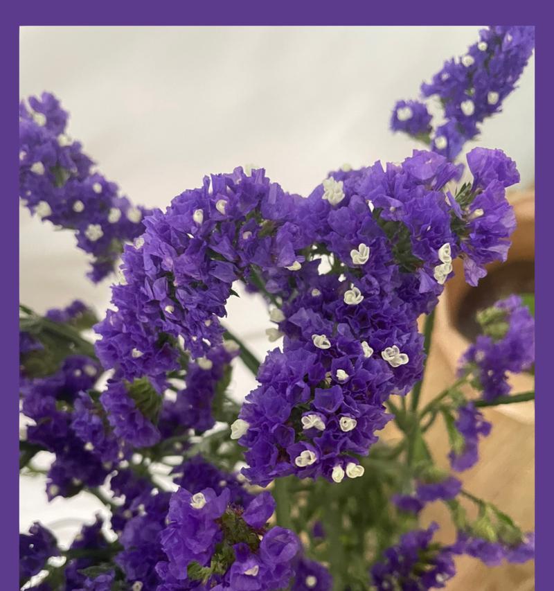 勿忘我的开花季节是什么时候？