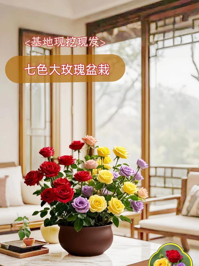 盆栽玫瑰的正确方法和注意事项有哪些？