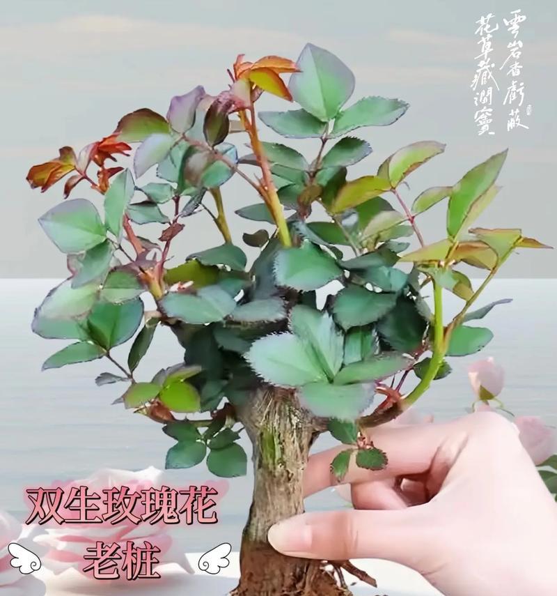 盆栽玫瑰的正确方法和注意事项有哪些？