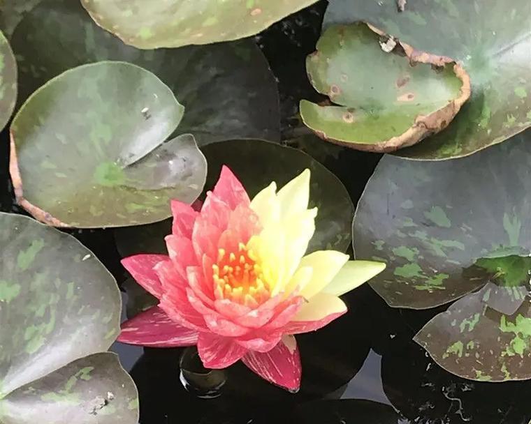 水养莲花的养护技巧是什么？怎样才能养出水灵灵的莲花？