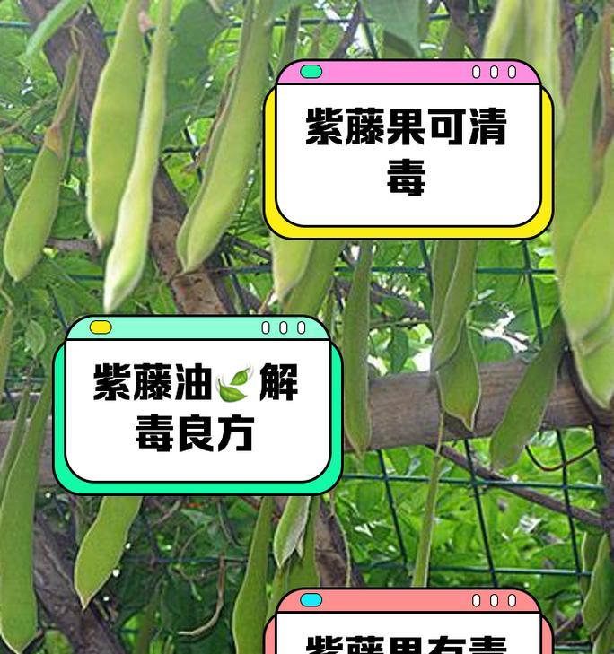 紫藤种植的技巧和注意事项有哪些？