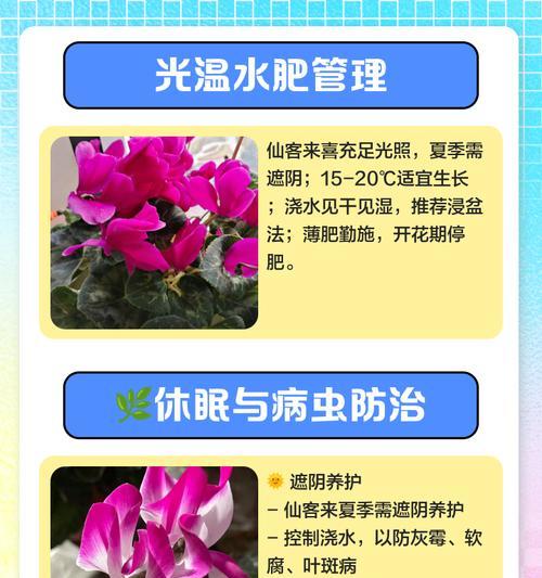 仙客来花繁殖的正确方法有哪些？