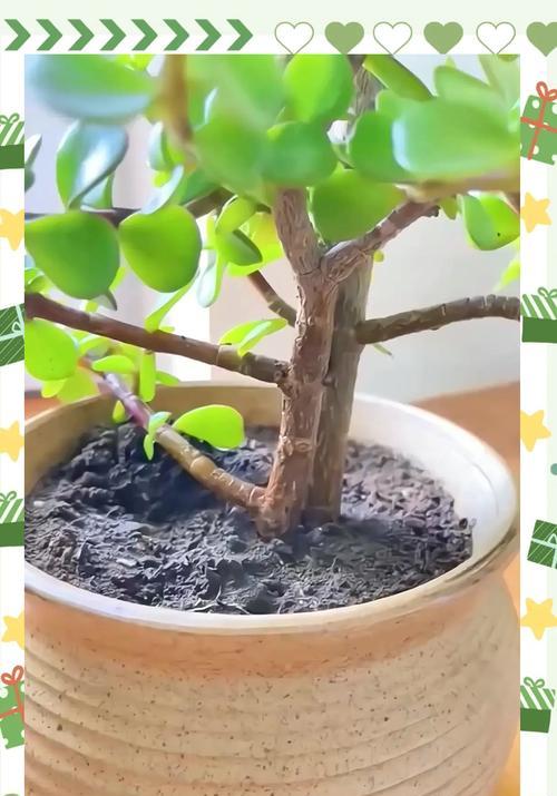 家里灰尘多养什么植物？哪些植物可以帮助减少室内灰尘？