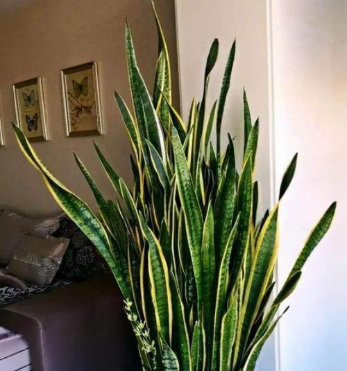家里灰尘多养什么植物？哪些植物可以帮助减少室内灰尘？