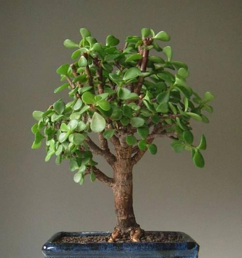 家里灰尘多养什么植物？哪些植物可以帮助减少室内灰尘？