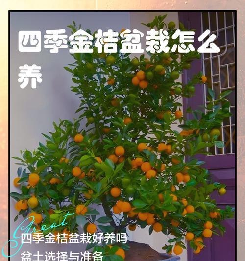 盆栽金桔需要哪种土壤？