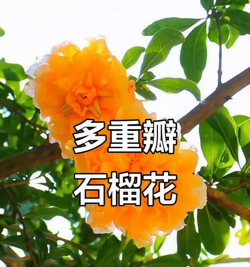 花石榴品种繁多吗？如何挑选最佳品种？