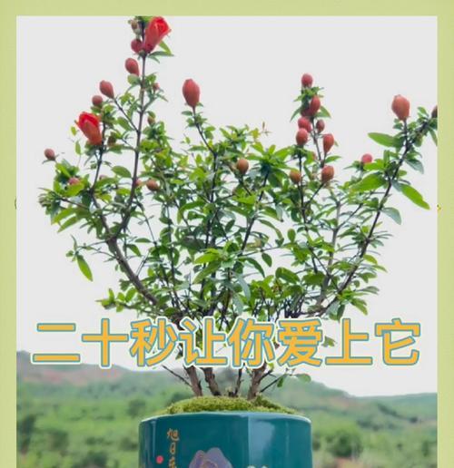 花石榴品种繁多吗？如何挑选最佳品种？