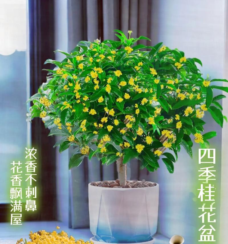 桂花盆景的制作技巧有哪些？