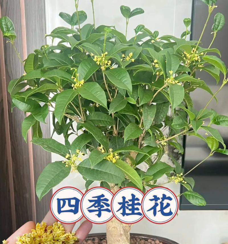 桂花盆景的制作技巧有哪些？