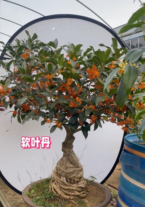桂花盆景的制作技巧有哪些？
