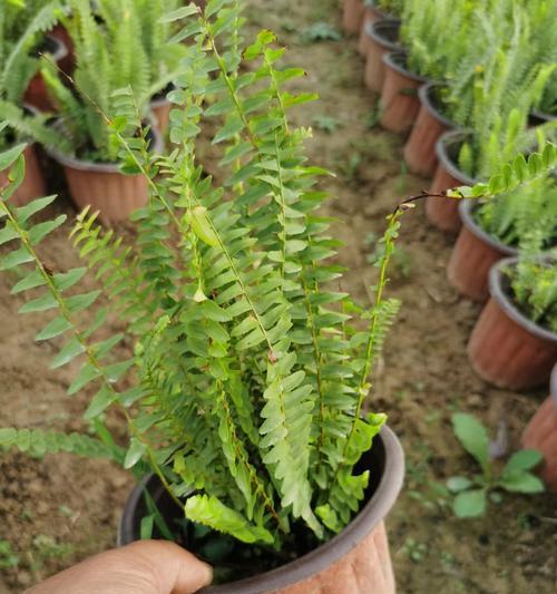 肾蕨是什么植物？肾蕨的生长环境和特点是什么？