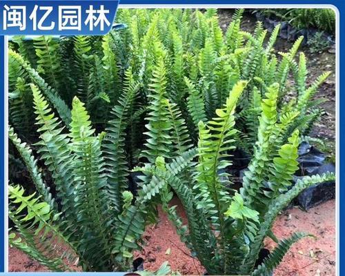 肾蕨是什么植物？肾蕨的生长环境和特点是什么？