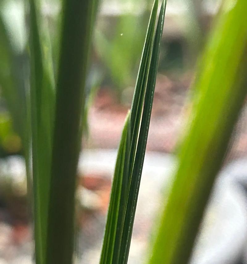 叶子最漂亮的兰花品种是哪一个？