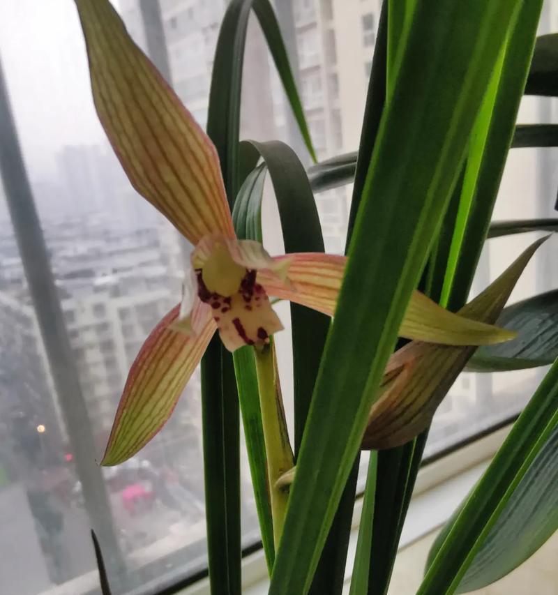 叶子最漂亮的兰花品种是哪一个？