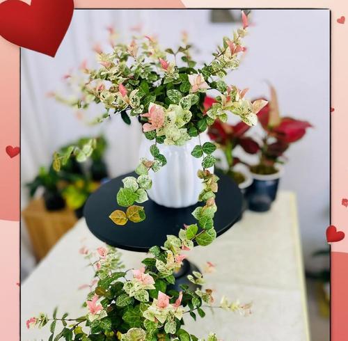 花叶络石扦插步骤详解？