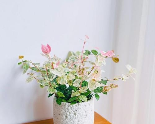 花叶络石扦插步骤详解？