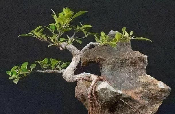 冬珊瑚盆景制作教程：怎样制作出完美盆景？